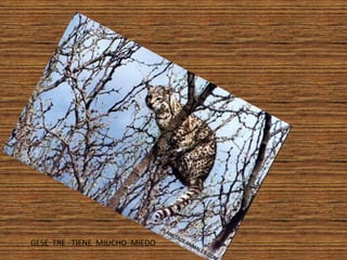 GESE TRE TIENE MIUCHO MIEDO