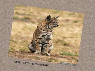 sEse gato esta entado