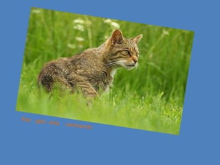 Ese gato esta caminando