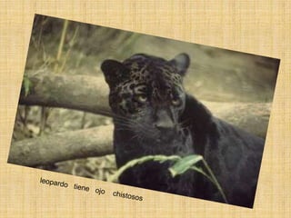 leopardo tiene ojo chistosos