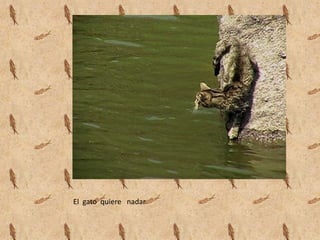 El gato quiere nadar