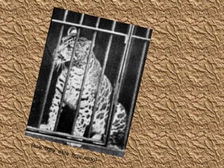 {ese  tigre  esta  enjaulado}