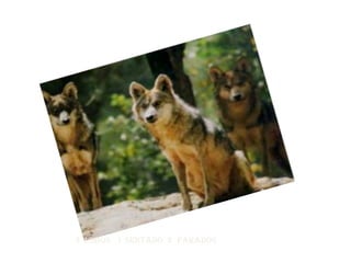 3 LOBOS 1 SENTADO 2 PARADOS