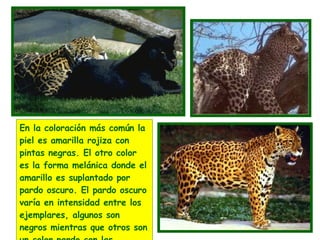 En la coloración más común la piel es amarilla rojiza con pintas negras. El otro color es la forma melánica donde el amarillo es suplantado por pardo oscuro. El pardo oscuro varía en intensidad entre los ejemplares, algunos son negros mientras que otros son un color pardo con las manchas usuales. 