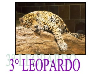 3° LEOPARDO 