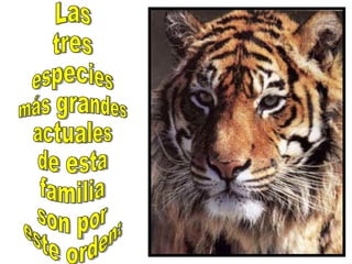 Las tres especies más grandes actuales de esta familia son por este orden: 