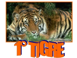 1° TIGRE 