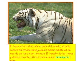 El tigre es el felino más grande del mundo; el peso récord en estado salvaje de un macho adulto es de más de un tercio de tonelada. El tamaño de los tigres y demás características varían de una  subespecie  a otra. 