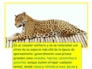 Es un cazador solitario y no se relacionan con otros de su especie más allá de la época de apareamiento; generalmente caza presas grandes como  venados ,  tapires ,  carpinchos  o  pecaríes ; aunque suelen atrapar cualquier animal, desde  ranas  y  ratones  a  aves ,  peces  y animales domésticos. 