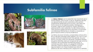 Subfamilia felinae
 Los felinos (Felinae) son la subfamilia más importante de la
familia Felidae, pues incluye 13 de los 18 géneros de ésta.
Los representantes de esta subfamilia se encuentran
ampliamente distribuidos por el mundo y sólo faltan de
forma natural en las regiones polares, Madagascar,
Australia y algunas islas oceánicas. El gato doméstico,
perteneciente a esta subfamilia, ha sido introducido en
varios de estos lugares de forma voluntaria o involuntaria,
convirtiéndose fácilmente en cimarrón y causando un
grave impacto entre sus faunas endémicas.
 Los felinos alcanzan tamaños comprendidos entre los 50 a
60 cm del gato patinegro (Felis nigripes) y los casi 2 m que
puede alcanzar el representante más grande, el puma
(Puma concolor). Todos son eficientes cazadores dotados
de garras retráctiles, pero son incapaces de rugir como los
miembros de la subfamilia Pantherinae porque, al
contrario que éstos, tienen una garganta totalmente
osificada. Todas las especies son solitarias, aunque
algunas toleran con mayor facilidad que otras la
presencia de otros miembros de su especie en su territorio.
 