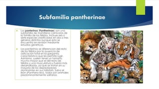 Subfamilia pantherinae
 Los panterinos (Pantherinae) son una
subfamilia de mamíferos carnívoros de
la familia de los félidos. Incluye seis o
siete especies clasificadas en dos o tres
géneros distintos aunque esto se
encuentra en revisión mediante
estudios genéticos.
 Los panterinos se diferencian del resto
de los félidos por la ausencia de
osificación total en la garganta,
característica que les permite rugir.
Asimismo, suelen tener un tamaño
mucho mayor que el del resto de
félidos y una musculatura y fuerza más
desarrolladas, ya que se tratan en su
mayoría de los depredadores
dominantes en sus hábitats. Salvo el
león (Panthera leo), todos son animales
predominantemente solitarios.
 