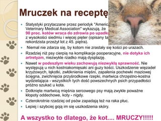 Mruczek na receptę
 Statystyki przytaczane przez periodyk "American
Veterinary Medical Association" wykazują, że
90 proc. kotów wraca do zdrowia po upadku
z wysokości siedmiu i więcej pięter (opisany tam
rekordzista przeżył lot z 45. piętra).
 Niemal nie zdarza się, by kotom nie zrastały się kości po urazach.
 Rzadziej niż psy cierpią na komplikacje pooperacyjne, nie dotyka ich
artretyzm, niezwykle rzadko mają dysplazję.
 Nawet w podeszłym wieku zachowują niezwykłą sprawność. Nie
występują u nich kostniakomięsaki ani guzy kości. Uszkodzenie więzadeł
krzyżowych, łąkotki, zwłóknienia mięśni, zapalenia pochewki maziowej
ścięgna, zwichnięcia przyśrodkowe rzepki, martwica chrzęstno-kostna
wydzielająca - wszystkich tych dość powszechnych psich przypadłości
próżno szukać u kota.
 Dotknięte martwicą mięśnia sercowego psy mają zwykle poważne
kłopoty oddechowe, koty - nigdy.
 Czterokrotnie rzadziej od psów zapadają też na raka płuc.
 Lepiej i szybciej goją im się uszkodzenia skóry.
A wszystko to dlatego, że kot.... MRUCZY!!!!!
 