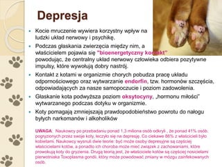 Depresja
 Kocie mruczenie wywiera korzystny wpływ na
ludzki układ nerwowy i psychikę.
 Podczas głaskania zwierzęcia między nim, a
właścicielem pojawia się "bioenergetyczny kontakt”
powodując, że centralny układ nerwowy człowieka odbiera pozytywne
impulsy, które wywołują dobry nastrój.
 Kontakt z kotami w organizmie chorych pobudza pracę układu
odpornościowego oraz wytwarzanie endorfin, tzw. hormonów szczęścia,
odpowiadających za nasze samopoczucie i poziom zadowolenia.
 Głaskanie kota podwyższa poziom oksytocyny, „hormonu miłości”
wytwarzanego podczas dotyku w organizmie.
 Koty pomagają zmniejszają prawdopodobieństwo powrotu do nałogu
byłych narkomanów i alkoholików
UWAGA: Naukowcy po przebadaniu ponad 1,3 miliona osób odkryli , że ponad 41% osób,
pogryzionych przez swoje koty, leczyło się na depresję. Co ciekawe 86% z właścicieli było
kobietami. Naukowcy wysnuli dwie teorie: być może osoby depresyjne są częściej
właścicielami kotów, a ponadto ich choroba może mieć związek z zachowaniami, które
prowokują koty do gryzienia. Drugą teorią jest, że właściciele kotów są częściej nosicielami
pierwotniaka Toxoplasma gondii, który może powodować zmiany w mózgu zainfekowanych
osób.
 