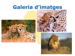 Galeria d’imatges 