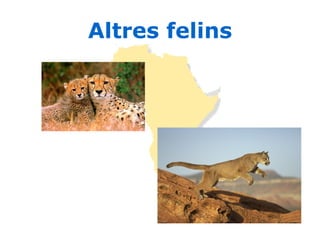 Altres felins 