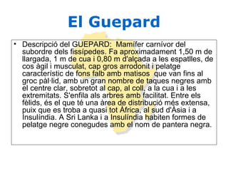 El Guepard Descripció del GUEPARD:  Mamífer carnívor del subordre dels fissípedes. Fa aproximadament 1,50 m de llargada, 1 m de cua i 0,80 m d'alçada a les espatlles, de cos àgil i musculat, cap gros arrodonit i pelatge característic de fons falb amb matisos  que van fins al groc pàl·lid, amb un gran nombre de taques negres amb el centre clar, sobretot al cap, al coll, a la cua i a les extremitats. S'enfila als arbres amb facilitat. Entre els fèlids, és el que té una àrea de distribució més extensa, puix que es troba a quasi tot Àfrica, al sud d'Àsia i a Insulíndia. A Sri Lanka i a Insulíndia habiten formes de pelatge negre conegudes amb el nom de pantera negra.     