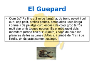 El Guepard Com és? Fa fins a 2 m de llargària, de tronc esvelt i coll curt, cap petit, orelles petites, potes altes i cua llarga i prima, i de pelatge curt, escàs i de color groc terrós molt clar amb taques negres. És el més ràpid dels mamífers (arriba fins a 110 km/h) i caça de dia a les planures de les sabanes d'Àfrica, i també de l'Iran i de l'Índia, on és pràcticament extingit.  