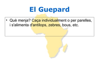 El Guepard Què menja? Caça individualment o per parelles, i s'alimenta d'antílops, zebres, bous, etc.  