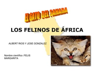 LOS FELINOS DE ÁFRICA
ALBERT RIOS Y JOSE GONZALEZ
Nombre científico :FELIS
MARGARITA
 