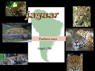 Panthera onca
Angel i Nil
 