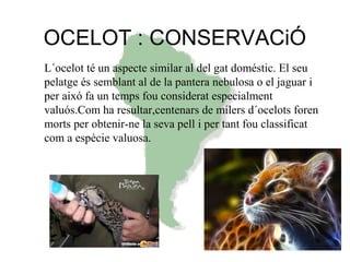 OCELOT : CONSERVACiÓ
L´ocelot té un aspecte similar al del gat doméstic. El seu
pelatge és semblant al de la pantera nebulosa o el jaguar i
per aixó fa un temps fou considerat especialment
valuós.Com ha resultar,centenars de milers d´ocelots foren
morts per obtenir-ne la seva pell i per tant fou classificat
com a espècie valuosa.
 