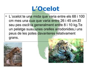 L’Ocelot
• L´ocelot te una mida que varia entre els 68 i 100
cm mes una cua que varia entre 26 i 45 cm.El
seu pes oscil·la generalment entre 8 i 10 kg.Te
un pelatge suau,unes orelles arrodonides,i uns
peus de les potes davanteres relativament
grans.
 
