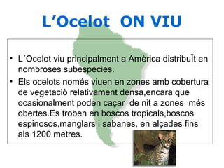 L’Ocelot ON VIU
• L´Ocelot viu principalment a Amèrica distribuÏt en
nombroses subespècies.
• Els ocelots només viuen en zones amb cobertura
de vegetaciò relativament densa,encara que
ocasionalment poden caçar de nit a zones més
obertes.Es troben en boscos tropicals,boscos
espinosos,manglars i sabanes, en alçades fins
als 1200 metres.
 