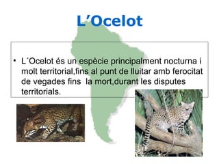 L’Ocelot
• L´Ocelot és un espècie principalment nocturna i
molt territorial,fins al punt de lluitar amb ferocitat
de vegades fins la mort,durant les disputes
territorials.
 
