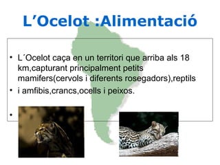 L’Ocelot :Alimentació
• L´Ocelot caça en un territori que arriba als 18
km,capturant principalment petits
mamifers(cervols i diferents rosegadors),reptils
• i amfibis,crancs,ocells i peixos.
•
 