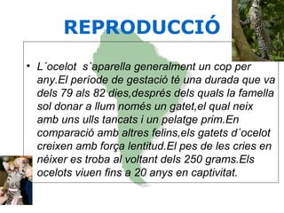 REPRODUCCIÓ
• L´ocelot s´aparella generalment un cop per
any.El període de gestació té una durada que va
dels 79 als 82 dies,després dels quals la famella
sol donar a llum només un gatet,el qual neix
amb uns ulls tancats i un pelatge prim.En
comparació amb altres felins,els gatets d´ocelot
creixen amb força lentitud.El pes de les cries en
néixer es troba al voltant dels 250 grams.Els
ocelots viuen fins a 20 anys en captivitat.
 