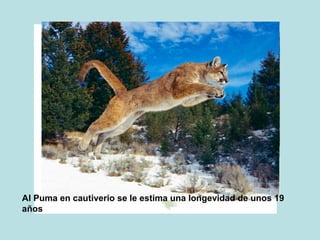 Al Puma en cautiverio se le estima una longevidad de unos 19
años
 