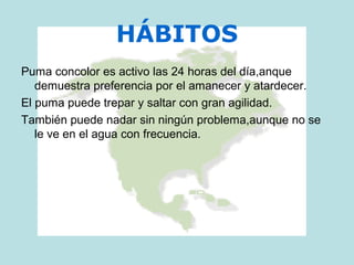 HÁBITOS
Puma concolor es activo las 24 horas del día,anque
demuestra preferencia por el amanecer y atardecer.
El puma puede trepar y saltar con gran agilidad.
También puede nadar sin ningún problema,aunque no se
le ve en el agua con frecuencia.
 