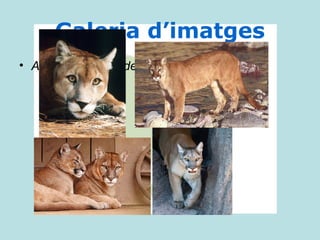 Galeria d’imatges
• Afegeix imatges del puma:
 
