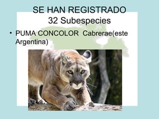 SE HAN REGISTRADO
32 Subespecies
• PUMA CONCOLOR Cabrerae(este
Argentina)
 