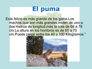 El puma
Este felino es más grande de los gatos.Los
machos,que son más grandes,miden de uno a
dos metros de longitud,más la cola de 66 a 78
cm.La altura en los hombros es de 60 a 70
cm.Puede pesar entre los 40 y 100 Kilogramos.”
 