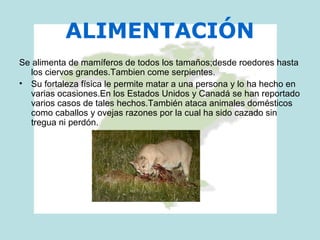 ALIMENTACIÓN
Se alimenta de mamíferos de todos los tamaños;desde roedores hasta
los ciervos grandes.Tambien come serpientes.
• Su fortaleza física le permite matar a una persona y lo ha hecho en
varias ocasiones.En los Estados Unidos y Canadá se han reportado
varios casos de tales hechos.También ataca animales domésticos
como caballos y ovejas razones por la cual ha sido cazado sin
tregua ni perdón.
 