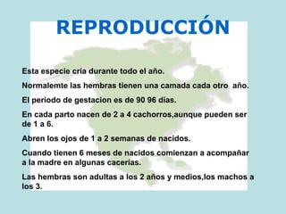 REPRODUCCIÓN
Esta especie cría durante todo el año.
Normalemte las hembras tienen una camada cada otro año.
El periodo de gestacion es de 90 96 días.
En cada parto nacen de 2 a 4 cachorros,aunque pueden ser
de 1 a 6.
Abren los ojos de 1 a 2 semanas de nacidos.
Cuando tienen 6 meses de nacidos comienzan a acompañar
a la madre en algunas cacerías.
Las hembras son adultas a los 2 años y medios,los machos a
los 3.
 