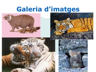 Galeria d’imatges 