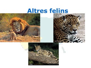Altres felins 