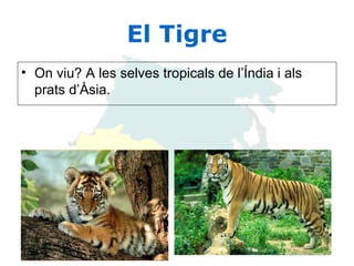 El Tigre On viu? A les selves tropicals de l’Índia i als prats d’Àsia.   