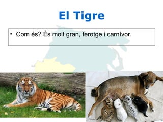 El Tigre Com és? És molt gran, ferotge i carnívor. 