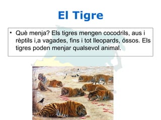 El Tigre Què menja? Els tigres mengen cocodrils, aus i rèptils i,a vagades, fins i tot lleopards, óssos. Els tigres poden menjar qualsevol animal. 