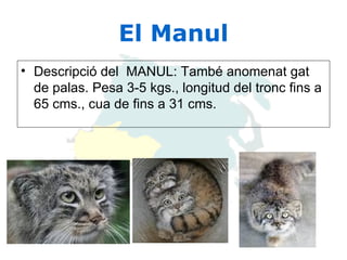 El Manul Descripció del  MANUL: També anomenat gat de palas. Pesa 3-5 kgs., longitud del tronc fins a 65 cms., cua de fins a 31 cms.  