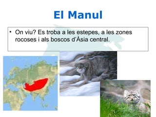 El Manul On viu? Es troba a les estepes, a les zones rocoses i als boscos d’Àsia central.  