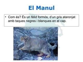 El Manul Com és? És un fèlid formós, d’un gris ataronjat amb taques negres i blanques en el cap.  