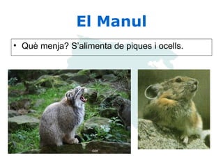 El Manul Què menja? S’alimenta de piques i ocells. 