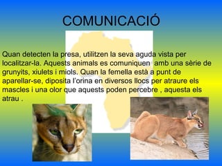 COMUNICACIÓ
Quan detecten la presa, utilitzen la seva aguda vista per
localitzar-la. Aquests animals es comuniquen amb una sèrie de
grunyits, xiulets i miols. Quan la femella està a punt de
aparellar-se, diposita l’orina en diversos llocs per atraure els
mascles i una olor que aquests poden percebre , aquesta els
atrau .
 