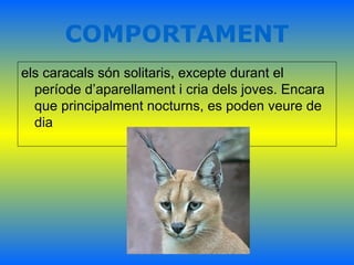 COMPORTAMENT
els caracals són solitaris, excepte durant el
període d’aparellament i cria dels joves. Encara
que principalment nocturns, es poden veure de
dia
 