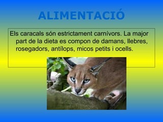 ALIMENTACIÓ
Els caracals són estrictament carnívors. La major
part de la dieta es compon de damans, llebres,
rosegadors, antílops, micos petits i ocells.
 