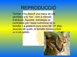 REPRODUCCIÓ
També s’ha descrit una mena de crit,
semblant a la “tos”, com a métode
d’atracció. Aquesta estrategia es
controlada per l’estat nutricional de la
famella. La gestació dura entre 68 i 81 dies,
després els quals, la famella donará a llum
un a sis gatets.
 